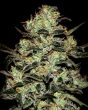 Moby Dick (Green House Seeds)
