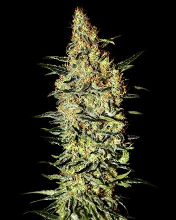 Nevilles Haze (Green House Seeds)