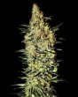 Nevilles Haze (Green House Seeds)