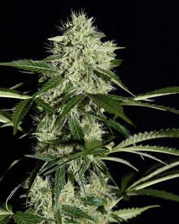 NL Automatic (Green House Seeds)