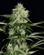 NL Automatic (Green House Seeds)