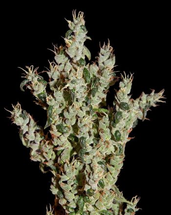 NL5 Haze Mist (Green House Seeds)