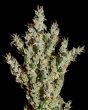NL5 Haze Mist (Green House Seeds)