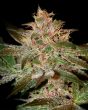 Pure Kush (Green House Seeds)