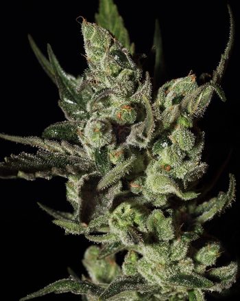 Exodus Cheese Auto (Green House Seeds)