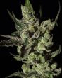 Exodus Cheese Auto (Green House Seeds)