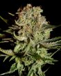 Super Bud  (Green House Seeds)