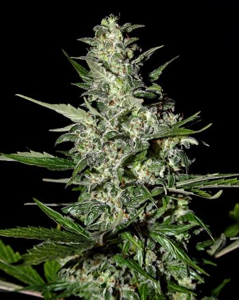 Super Critical Automatic (Green House Seeds)
