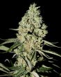 Super Critical (Green House Seeds)