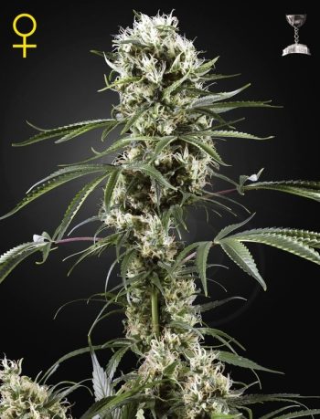 Super Lemon Haze (Green House Seeds)