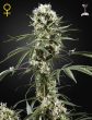 Super Lemon Haze (Green House Seeds)