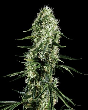 Super Silver Haze (Green House Seeds)