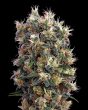 The Church (Green House Seeds)