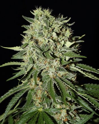 The Doctor (Green House Seeds)