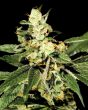 Train Wreck (Green House Seeds)