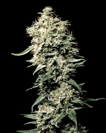 White Rhino (Green House Seeds)