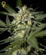 White Widow Automatic (Green House Seeds)