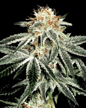 White Widow (Green House Seeds)