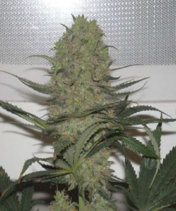 Blue Mystic (Nirvana Seeds)