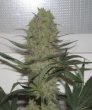 Blue Mystic (Nirvana Seeds)