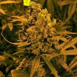 Blueberry Kush Auto (Nirvana Seeds)