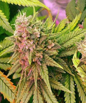 Bubblelicious (Nirvana Seeds)