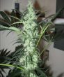 Ice (Nirvana Seeds)