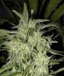 Lemon OG Haze Auto (Nirvana Seeds)