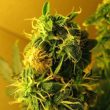 Northern Lights Auto (Nirvana Seeds)