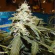 Short Rider (Nirvana Seeds)