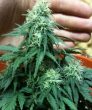 Short Rider (Nirvana Seeds)