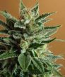 Snow White (Nirvana Seeds)