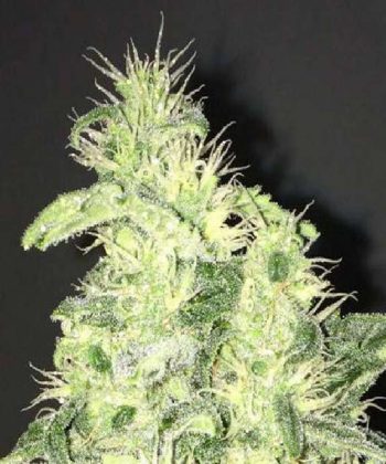 Supreme CBD Kush (Nirvana Seeds)