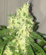 Swiss Cheese Auto (Nirvana Seeds)