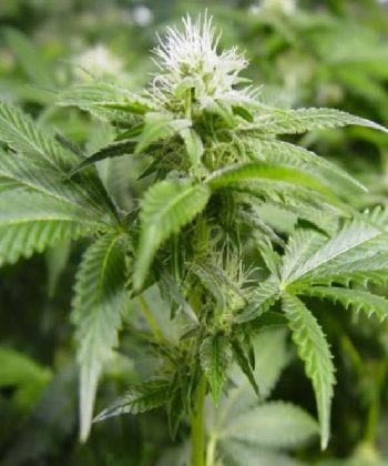 White Widow (Nirvana Seeds)