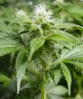White Widow (Nirvana Seeds)