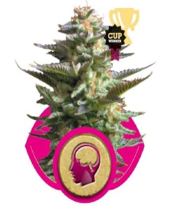 Amnesia Haze (Royal Queen Seeds)