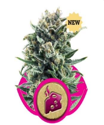 Blue Cheese (Royal Queen Seeds)