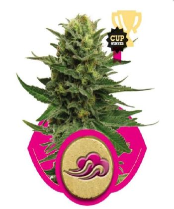 Blue Mistic (Royal Queen Seeds)