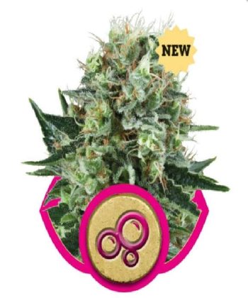 Bubble Kush (Royal Queen Seeds)