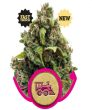 Candy Kush Express (Fast Version) (Royal Queen Seeds)