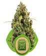 Diesel Auto (Royal Queen Seeds)