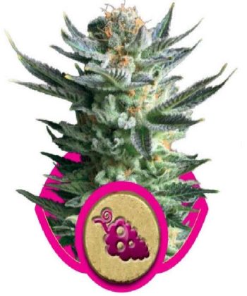 Fruit Spirit (Royal Queen Seeds)