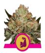 Hulkberry (Royal Queen Seeds)