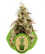 Jack Auto (formerly Jack Herer) (Royal Queen Seeds)