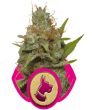 Kali Dog (Royal Queen Seeds)