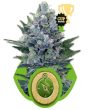 Northern Lights Auto (Royal Queen Seeds)