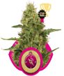 Northern Lights (Royal Queen Seeds)