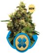 Painkiller XL (Royal Queen Seeds)