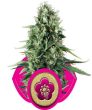 Power Flower (Royal Queen Seeds)